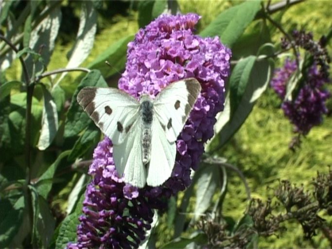 Großer Kohlweißling ( Pieris brassicae ), Weibchen, auf Sommerflieder : Moers, in unserem Garten, 13.08.2005